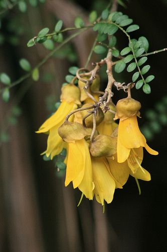 Kowhai flowers (Sophora microphylla) | Native plant gardening, Native garden, Unusual flowers