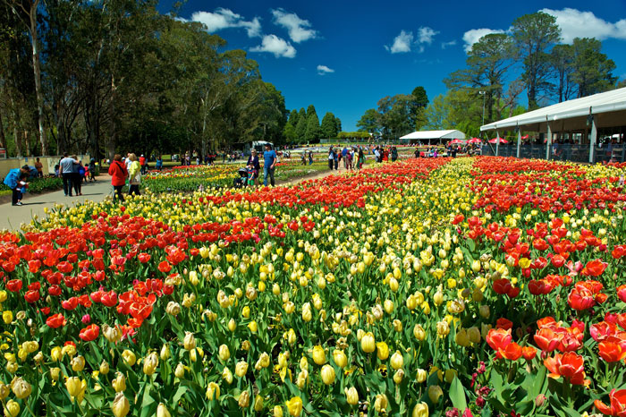 Muôn màu lễ hội hoa Floriade nước Úc