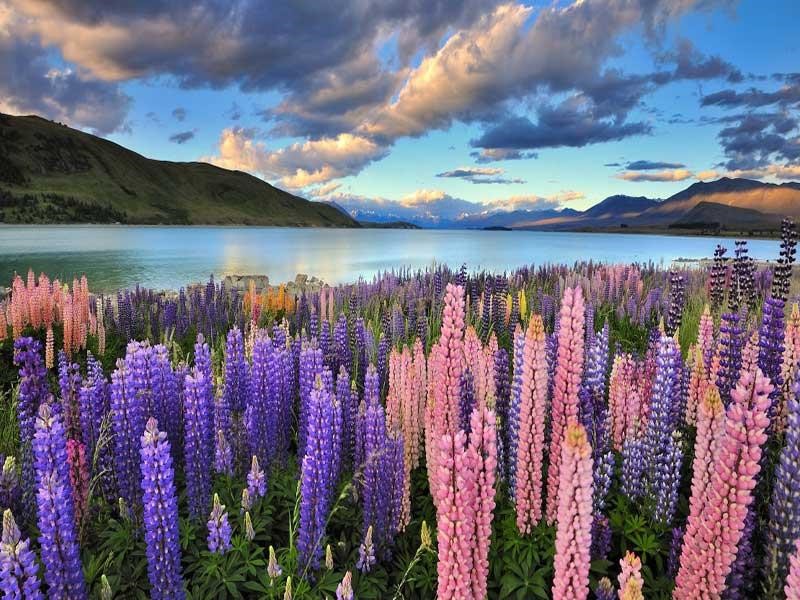 Khí hậu ở New Zealand - Khám phá vẻ đẹp độc đáo 4 mùa