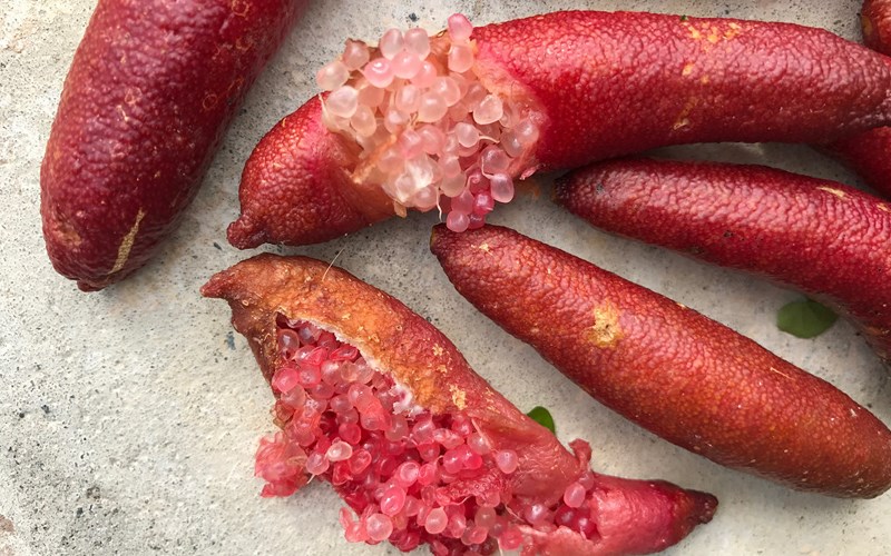 Chanh ngón tay là gì, ăn như thế nào và nơi mua chanh ngón tay