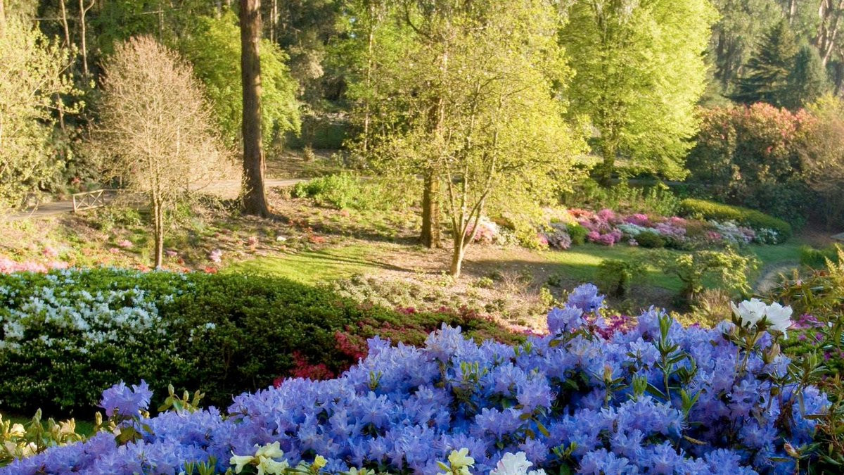 Công viên quốc gia Dandenong Ranges – thiên đường xanh của thành phố Melbourne