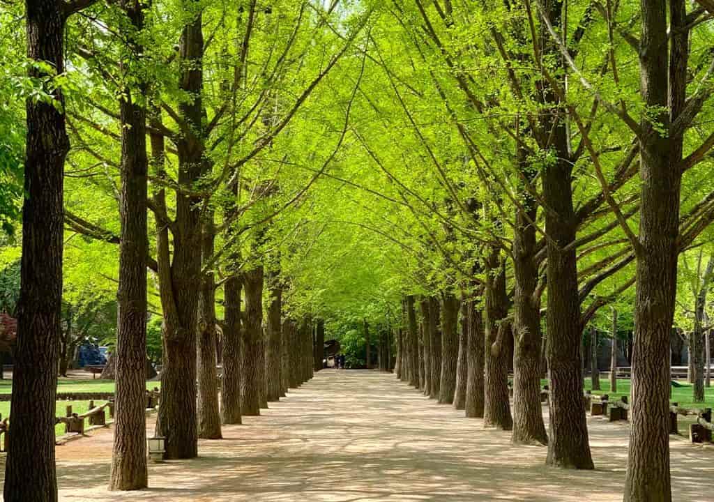 Đảo Nami Hàn Quốc
